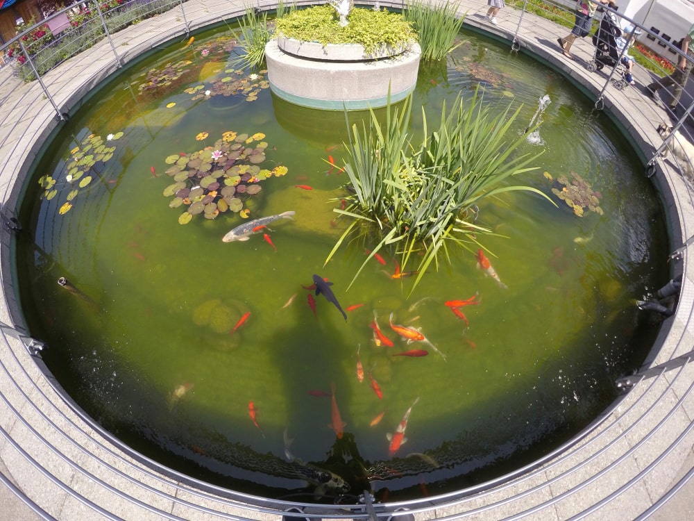 bassin à poisson
