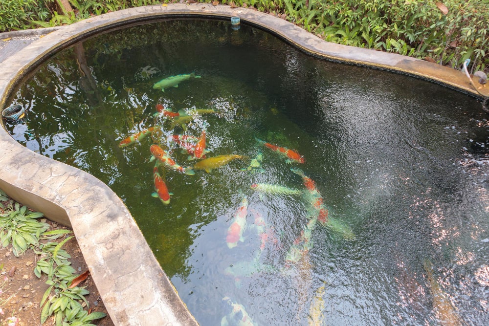 bassin aquatique bio